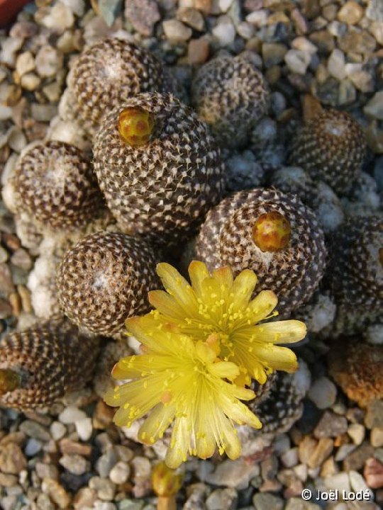 Copiapoa laui ©JLcoll.756